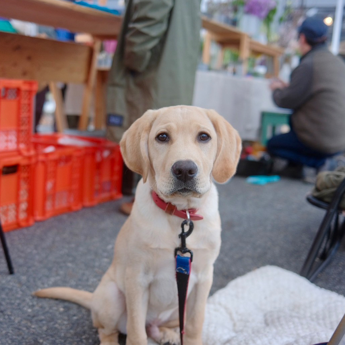 救護ブースには診療所のセラピー犬「おはぎ」も居るよ。